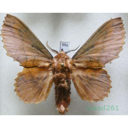 Gastropacha quercifolia (Linnaeus, 1758) male Czech88a